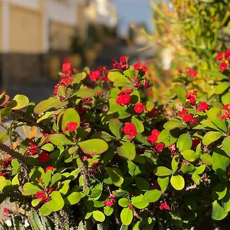 Apartment Cozy Wi-fi Gratis Costa Adeje (Tenerife)